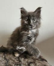 Chatons de race Maine coon à vendre chez l'éleveur CHATTERIE DE SAM TI COON