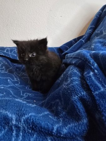 Image de la portée de chaton de l'élévage PETS GAMING