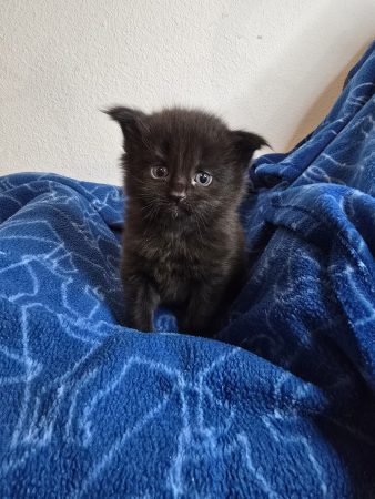 Image de la portée de chaton de l'élévage PETS GAMING