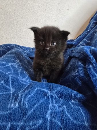 Image de la portée de chaton de l'élévage PETS GAMING