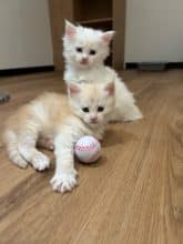 Chatons d'apparence Maine coon à vendre chez l'éleveur DIETSCHIN DANIEL