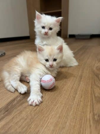 Image de la portée de chaton de l'élévage DIETSCHIN DANIEL