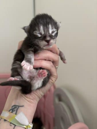 Image de la portée de chaton de l'élévage DELCHER AUDREY