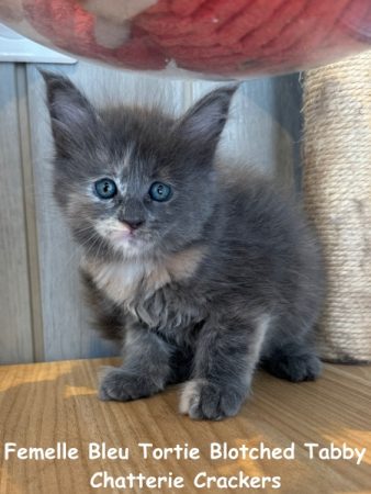 Image de la portée de chaton de l'élévage EARL CRACKERS