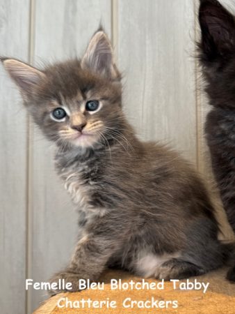 Image de la portée de chaton de l'élévage EARL CRACKERS