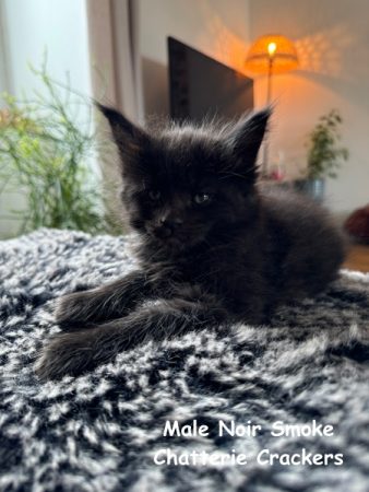 Image de la portée de chaton de l'élévage EARL CRACKERS