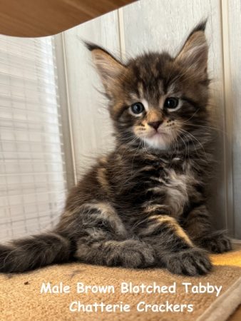 Image de la portée de chaton de l'élévage EARL CRACKERS