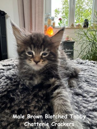 Image de la portée de chaton de l'élévage EARL CRACKERS