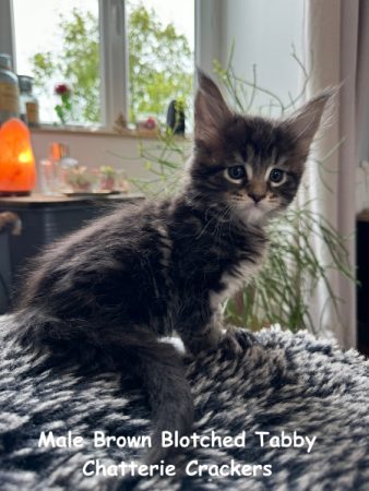 Image de la portée de chaton de l'élévage EARL CRACKERS