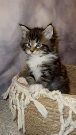 Image de la portée de chaton de l'élévage CHATTERIE DU MONT D ANGELYS