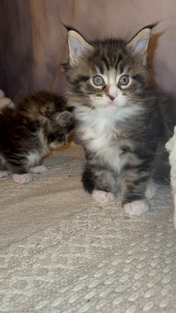 Image de la portée de chaton de l'élévage CHATTERIE DU MONT D ANGELYS