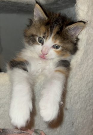 Image de la portée de chaton de l'élévage CHATTERIE DU MONT D ANGELYS