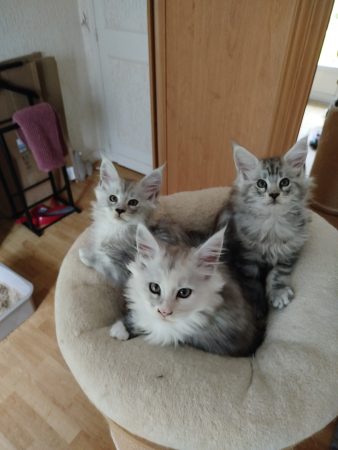 Image de la portée de chaton de l'élévage BONNIGAL AURELIE