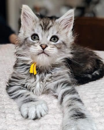 Image de la portée de chaton de l'élévage LA TRIBU DE TOPAZE