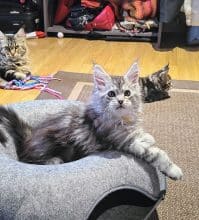 Chatons de race Maine coon à vendre chez l'éleveur LA TRIBU DE TOPAZE