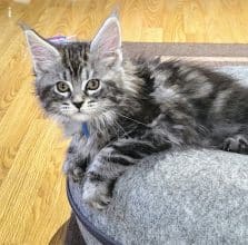 Chatons de race Maine coon à vendre chez l'éleveur LA TRIBU DE TOPAZE