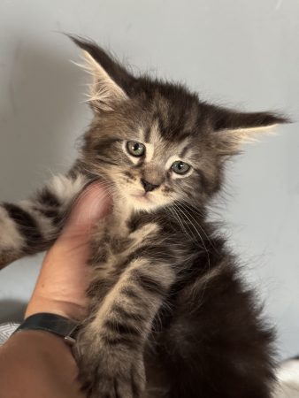 Image de la portée de chaton de l'élévage LEMONNIER SABRINA