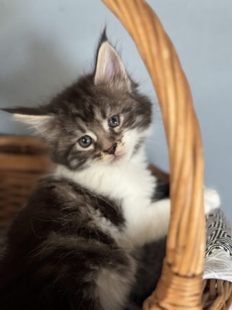 Image de la portée de chaton de l'élévage LEMONNIER SABRINA