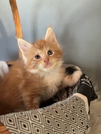 Image de la portée de chaton de l'élévage LEMONNIER SABRINA