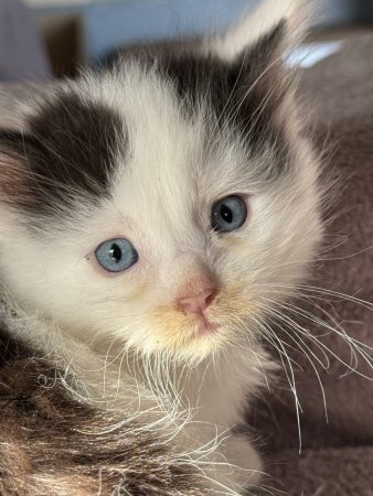 Image de la portée de chaton de l'élévage LEMONNIER SABRINA