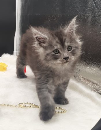 Image de la portée de chaton de l'élévage LA CHATTERIE DES TARGUIZIER S