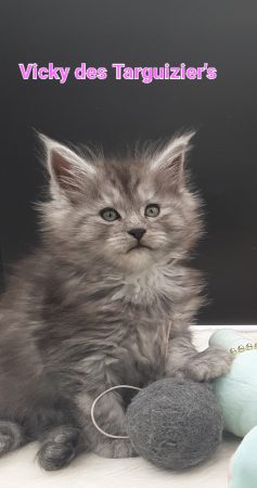 Image de la portée de chaton de l'élévage LA CHATTERIE DES TARGUIZIER S