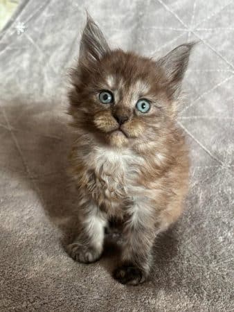 Image de la portée de chaton de l'élévage JACQUEMIN MAUD