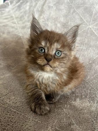 Image de la portée de chaton de l'élévage JACQUEMIN MAUD