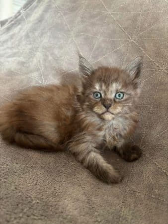 Image de la portée de chaton de l'élévage JACQUEMIN MAUD