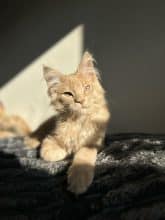 Chatons de race Maine coon à vendre chez l'éleveur Des Joyaux Chasaunorus