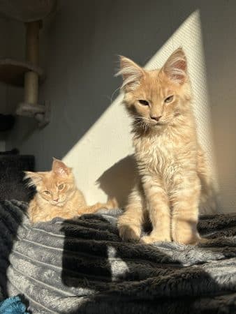 Image de la portée de chaton de l'élévage Des Joyaux Chasaunorus