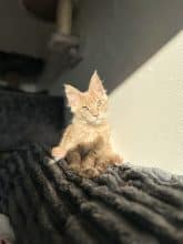 Chatons de race Maine coon à vendre chez l'éleveur Des Joyaux Chasaunorus