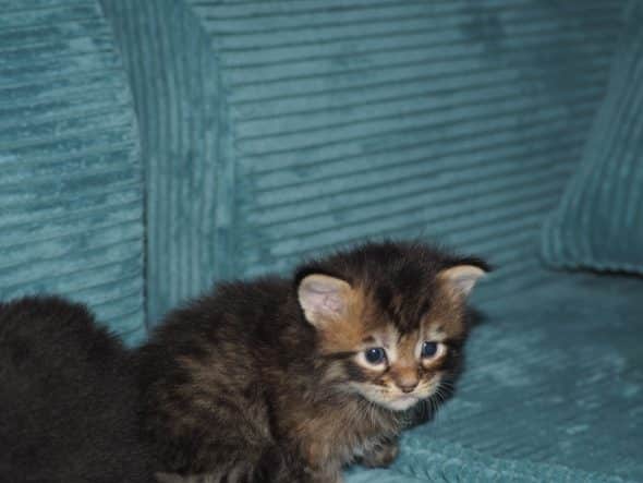 Image de la portée de chaton de l'élévage BEBES MIAOUS