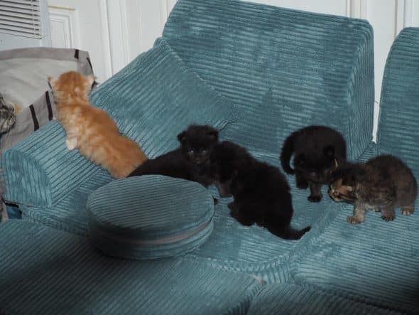 Image de la portée de chaton de l'élévage BEBES MIAOUS