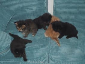 Chatons de race Maine coon à vendre chez l'éleveur BEBES MIAOUS