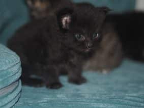 Chatons de race Maine coon à vendre chez l'éleveur BEBES MIAOUS