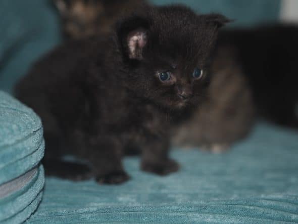 Image de la portée de chaton de l'élévage BEBES MIAOUS