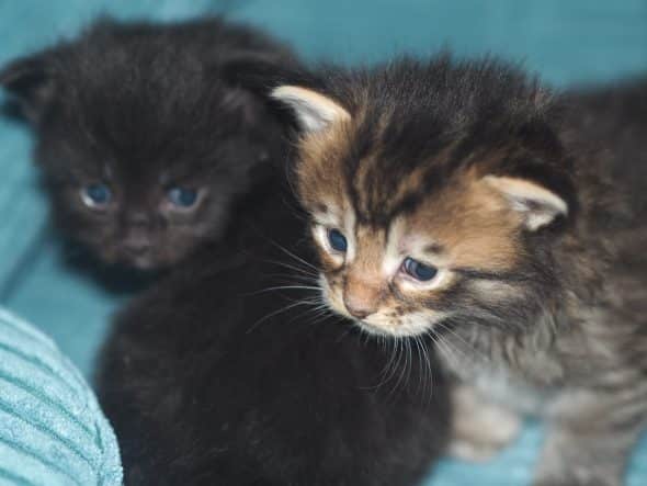 Image de la portée de chaton de l'élévage BEBES MIAOUS