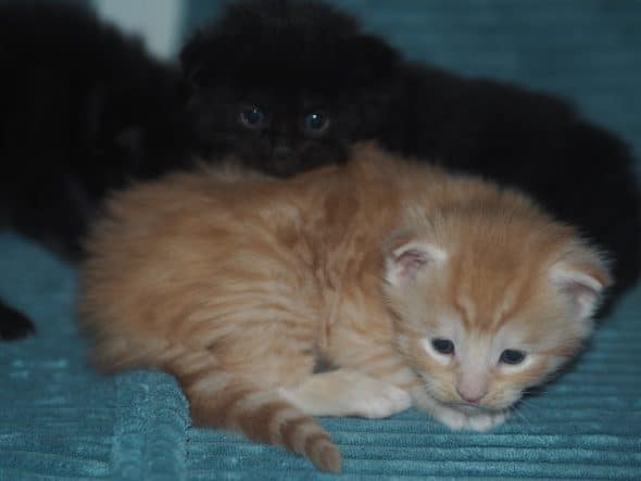 Image de la portée de chaton de l'élévage BEBES MIAOUS