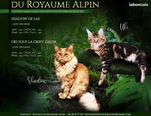 Image de la portée de chaton de l'élévage ELEVAGE DU ROYAUME ALPIN