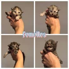 Chatons de race Maine coon à vendre chez l'éleveur DES COON DE MANAYA KL