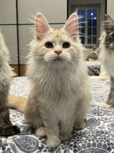 Chatons de race Maine coon à vendre chez l'éleveur DE LA LIGNEE D ASHERA