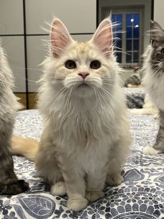 Image de la portée de chaton de l'élévage DE LA LIGNEE D ASHERA