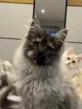 Chatons de race Maine coon à vendre chez l'éleveur DE LA LIGNEE D ASHERA