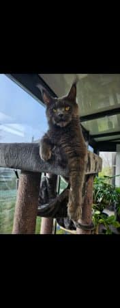 Image de la portée de chaton de l'élévage LES LYNX DE LA SEILLE