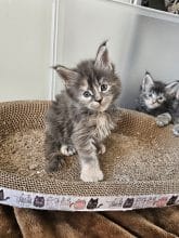 Chatons de race Maine coon à vendre chez l'éleveur LES LYNX DE LA SEILLE