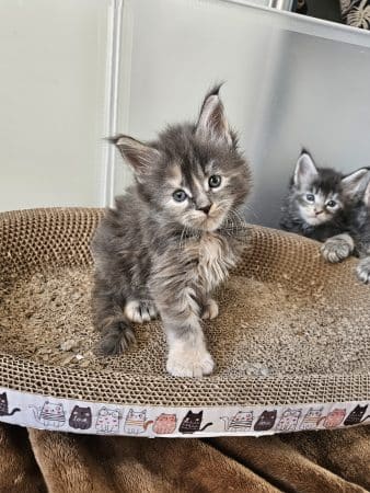 Image de la portée de chaton de l'élévage LES LYNX DE LA SEILLE