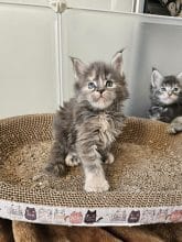 Chatons de race Maine coon à vendre chez l'éleveur LES LYNX DE LA SEILLE