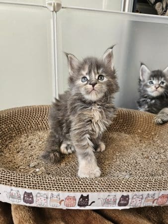 Image de la portée de chaton de l'élévage LES LYNX DE LA SEILLE