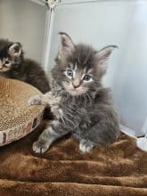 Chatons de race Maine coon à vendre chez l'éleveur LES LYNX DE LA SEILLE